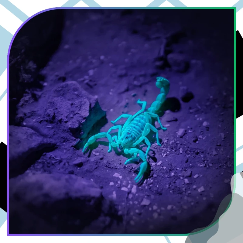Latarka-UV-LED4.webp